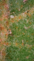 Seringia arborescens