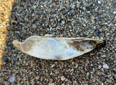 Truncilla donaciformis