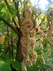 Pterostyrax hispidus