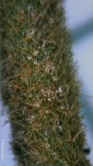 Seringia arborescens