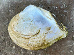 Truncilla truncata