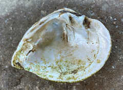 Truncilla truncata