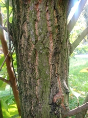 Pterostyrax hispidus