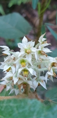 Seringia arborescens