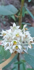 Seringia arborescens