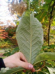 Pterostyrax hispidus
