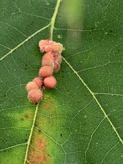 Callirhytis piperoides