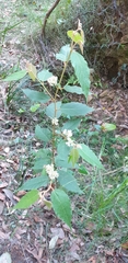Seringia arborescens