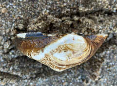 Obliquaria reflexa