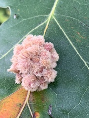 Callirhytis piperoides