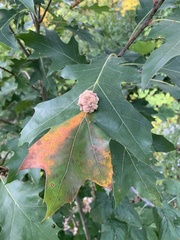 Callirhytis piperoides