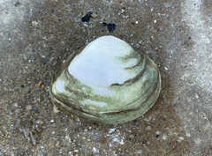 Truncilla truncata