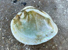 Truncilla truncata