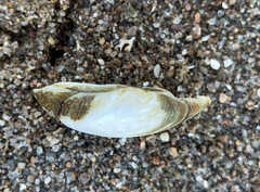 Truncilla truncata