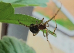 Steatoda triangulosa