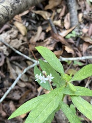 Asclepias perennis