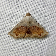 Eublemma pectorora