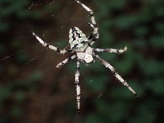 Araneus nordmanni