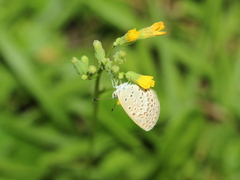 Pseudozizeeria maha okinawana