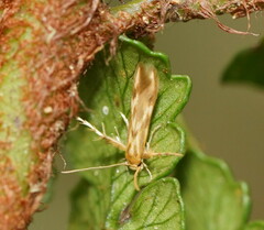 Stathmopoda