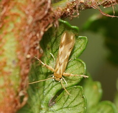Stathmopoda