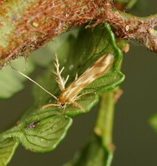 Stathmopoda