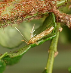 Stathmopoda