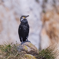 Phalacrocorax capillatus