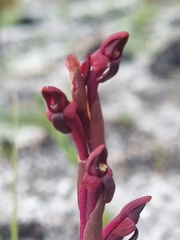 Disa atrorubens