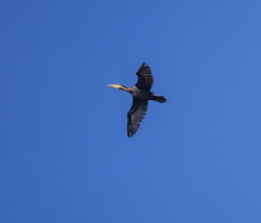 Phalacrocorax capillatus