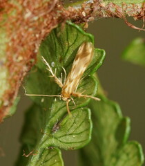 Stathmopoda