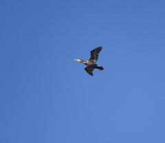 Phalacrocorax capillatus