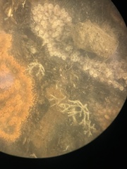 Hydrozoa