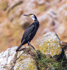 Phalacrocorax capillatus