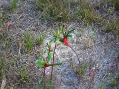 Anigozanthos manglesii