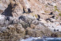 Phalacrocorax capillatus