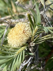 Lomandra obliqua