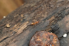 Monomorium pharaonis