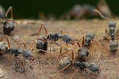 Dolichoderus affinis