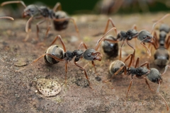 Dolichoderus affinis