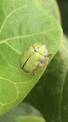 Eurypepla brevilineata