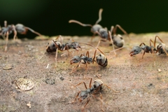 Dolichoderus affinis