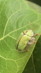 Eurypepla brevilineata