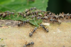 Dolichoderus affinis