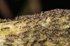 Dolichoderus affinis