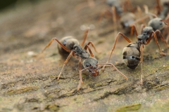 Dolichoderus affinis