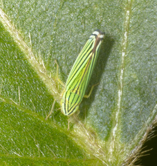 Sibovia