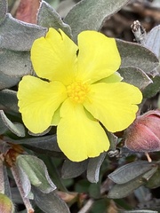 Hibbertia potentilliflora
