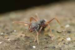 Dolichoderus affinis