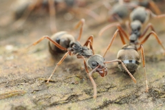 Dolichoderus affinis